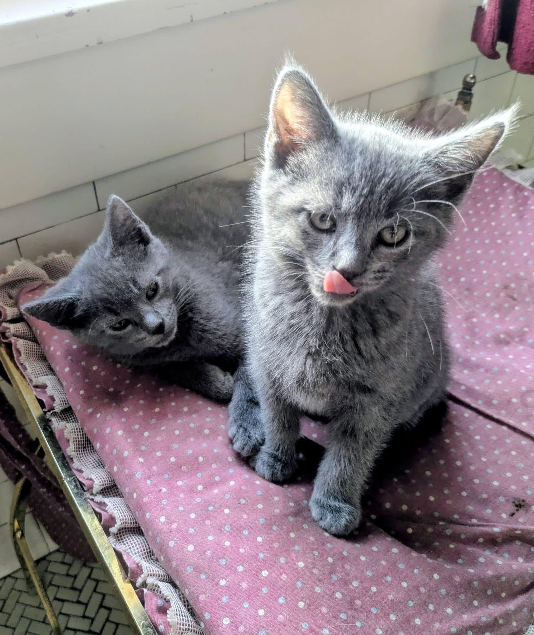 Enlarge Stella & Abner, an adopted mixed breed in Massillon, OH image 3/4