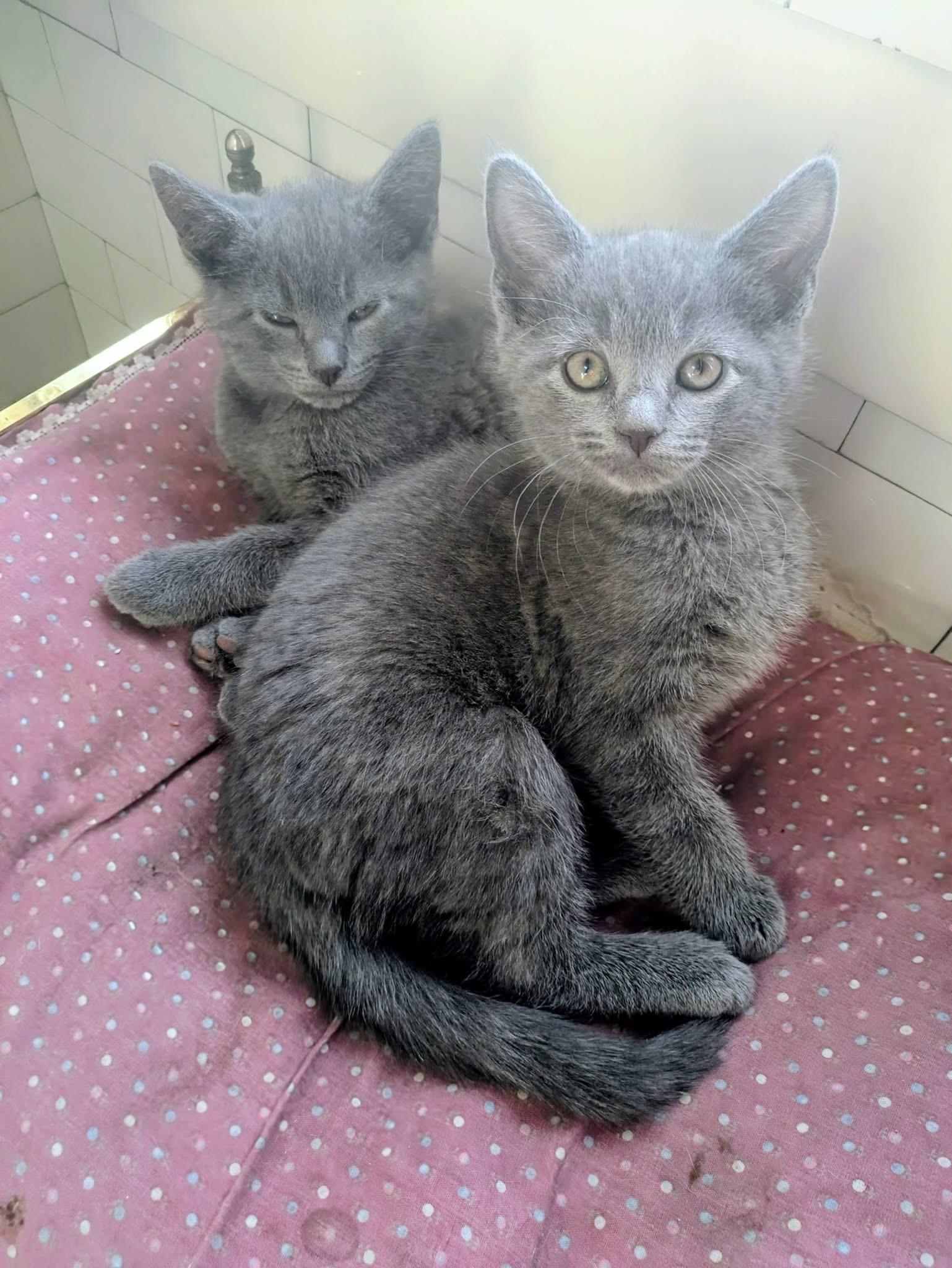 Enlarge Stella & Abner, an adopted mixed breed in Massillon, OH image 1/4