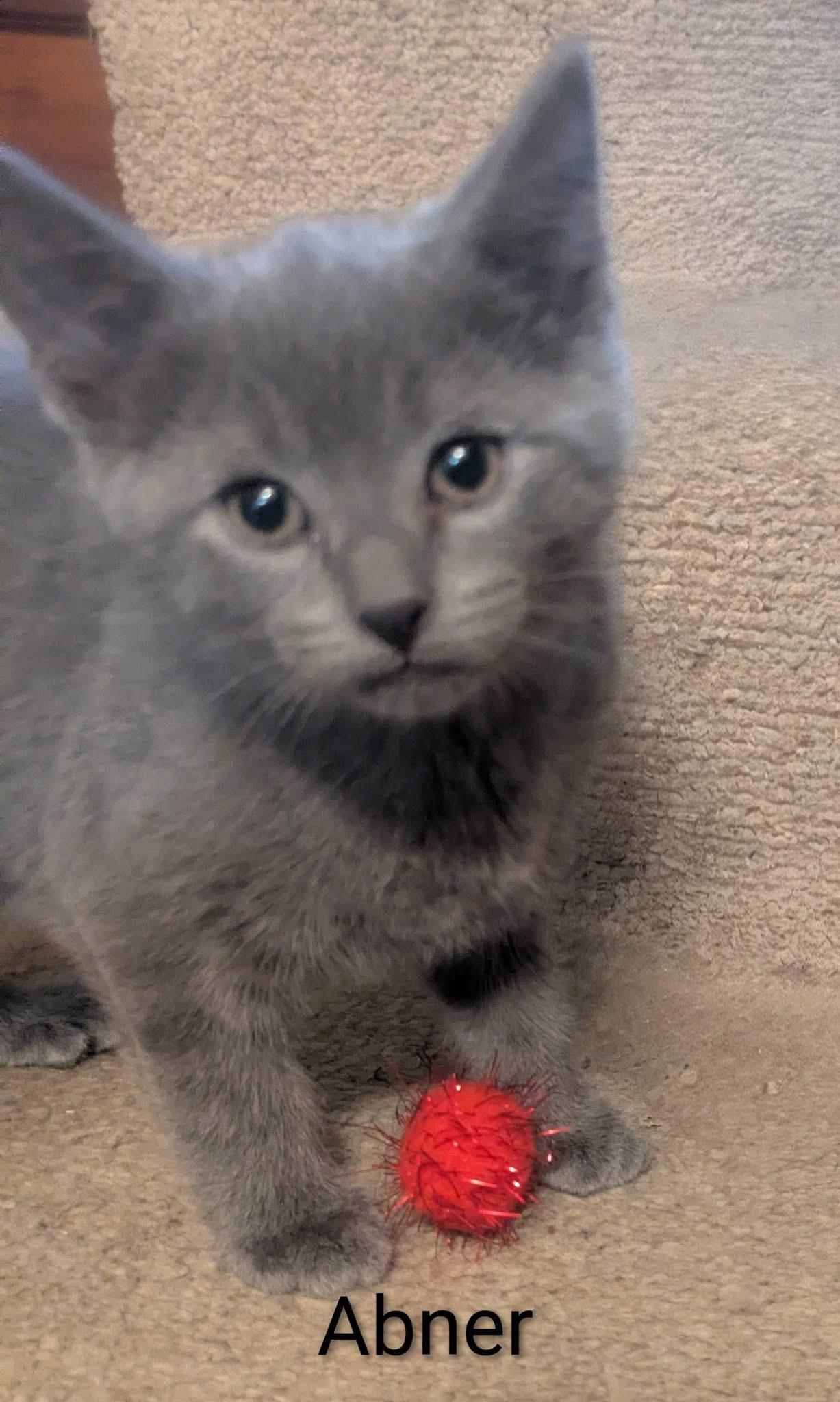 Enlarge Stella & Abner, an adopted mixed breed in Massillon, OH image 4/4