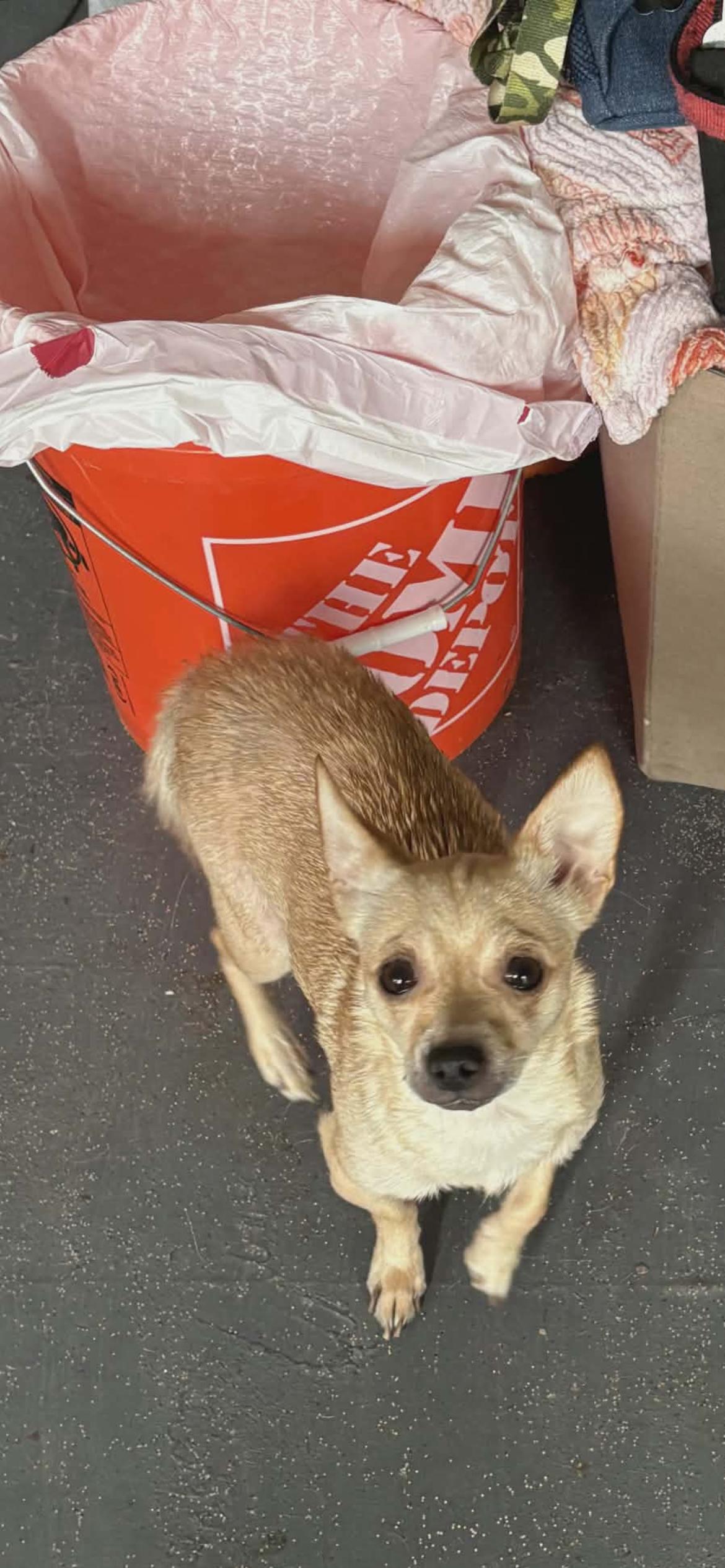 Enlarge Lemon Cake-Owner Passed, a ADOPTABLE Chihuahua in Torrance, CA image 2/3