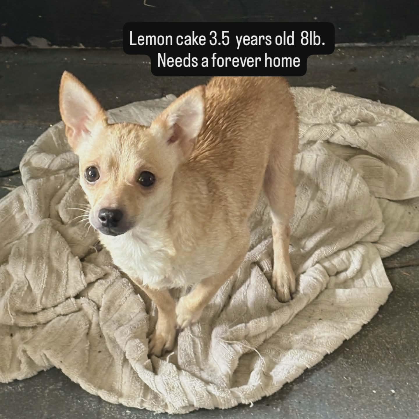 Enlarge Lemon Cake-Owner Passed, a ADOPTABLE Chihuahua in Torrance, CA image 1/3