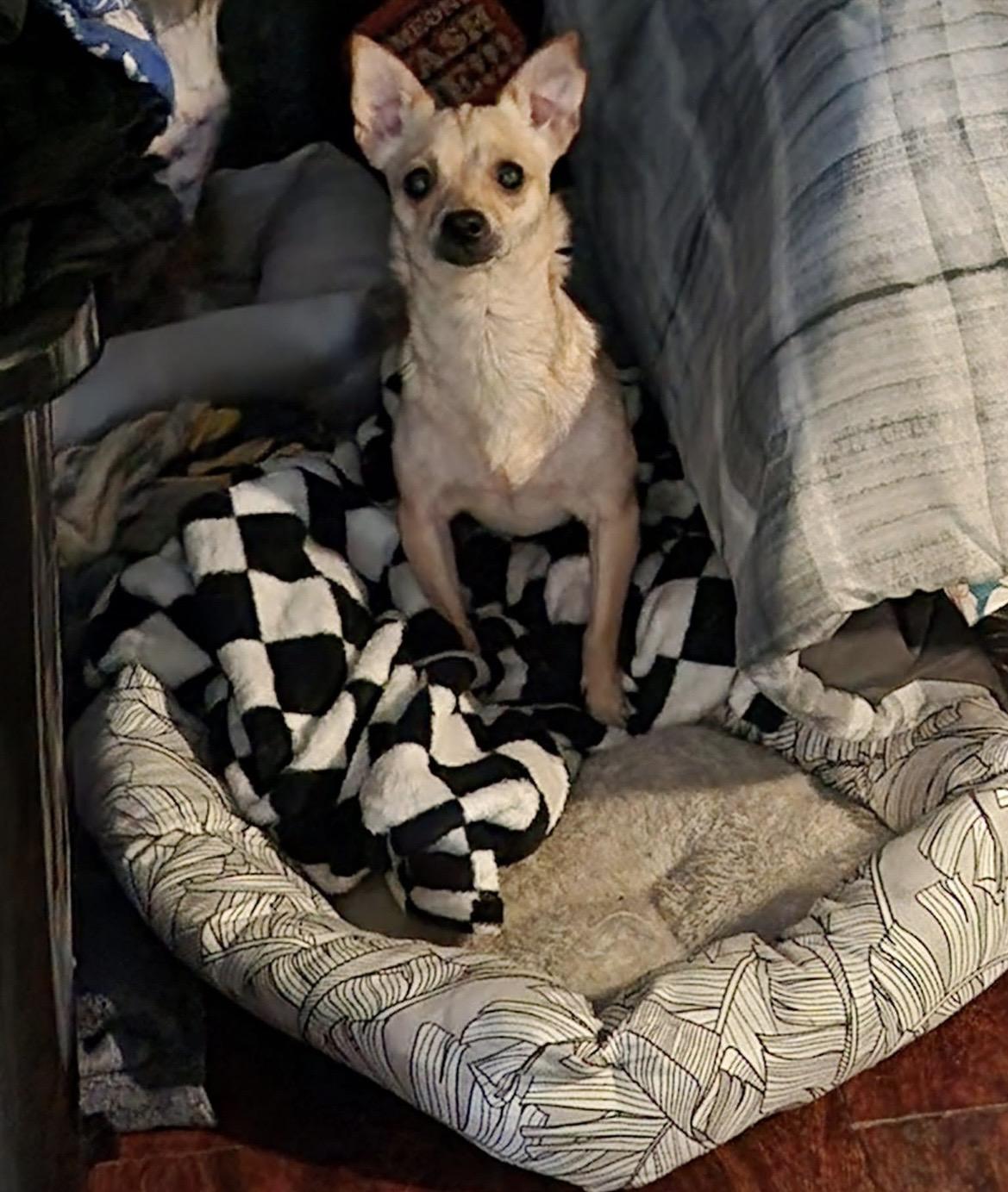 Enlarge Lemon Cake-Owner Passed, a ADOPTABLE Chihuahua in Torrance, CA image 3/3