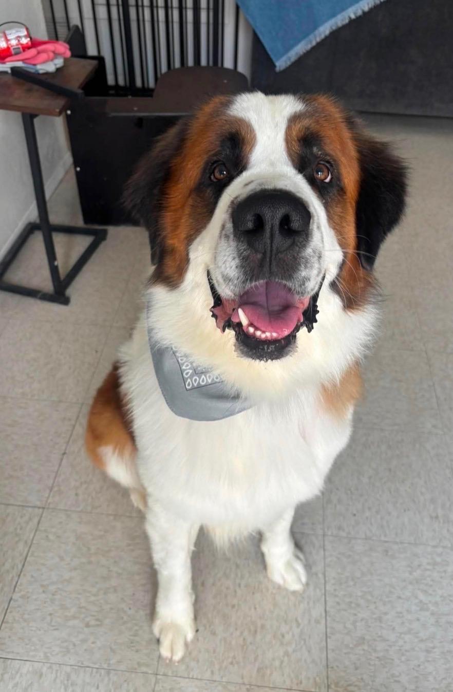 Tobias, adopted, Adult Male Saint Bernard.