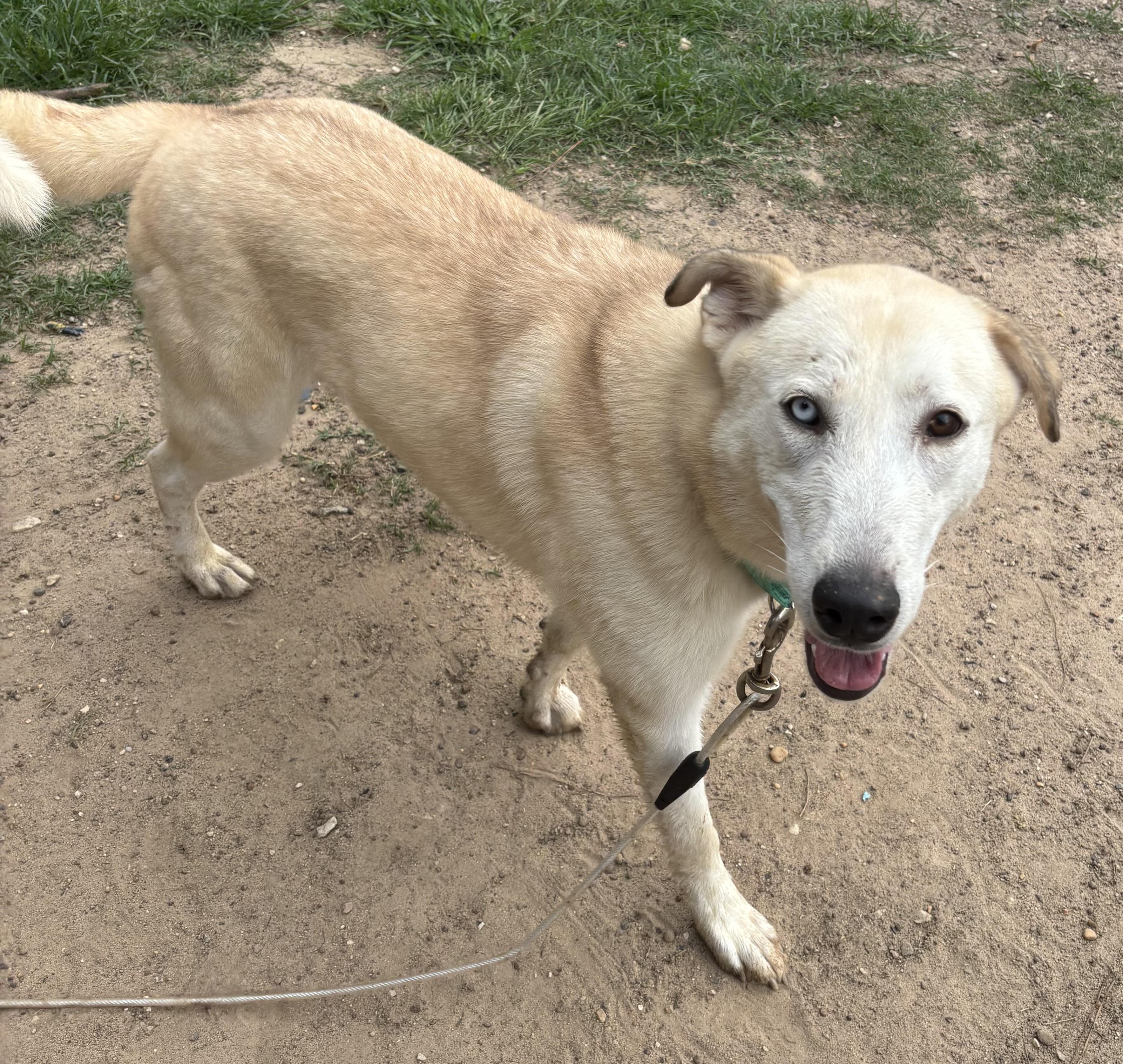 Hannah, Adoptable, Adult Female Husky & Great Pyrenees.