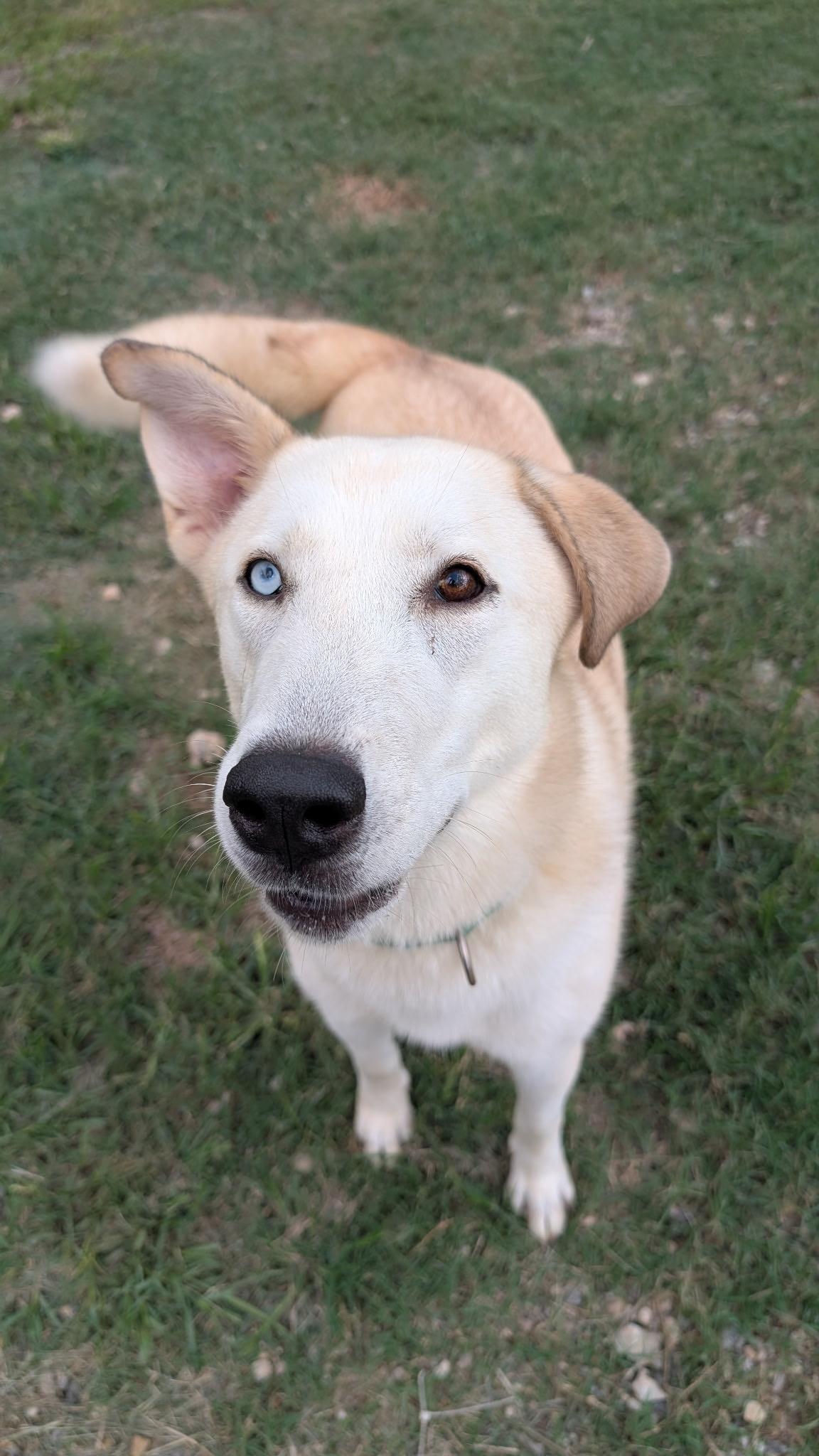 Enlarge Hannah, a Adoptable mixed breed in Coldspring, TX image 2/4
