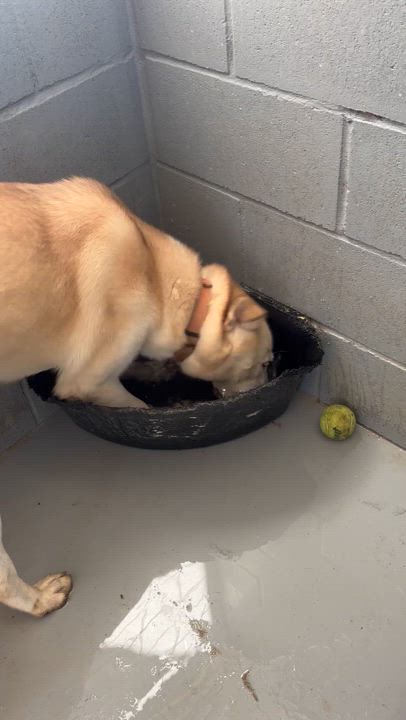 Enlarge Hannah, a Adoptable mixed breed in Coldspring, TX video 3/4