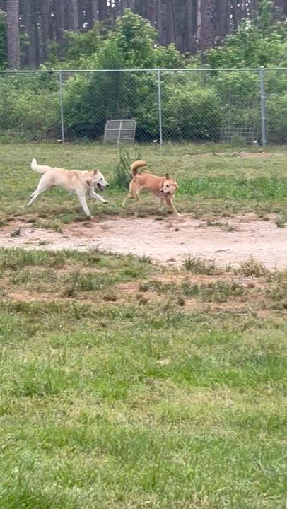 Enlarge Hannah, a Adoptable mixed breed in Coldspring, TX video 4/4