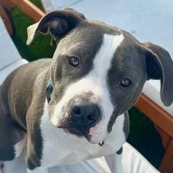 Enlarge Jude, an adoptable mixed breed in Citrus Heights, CA image 2/6