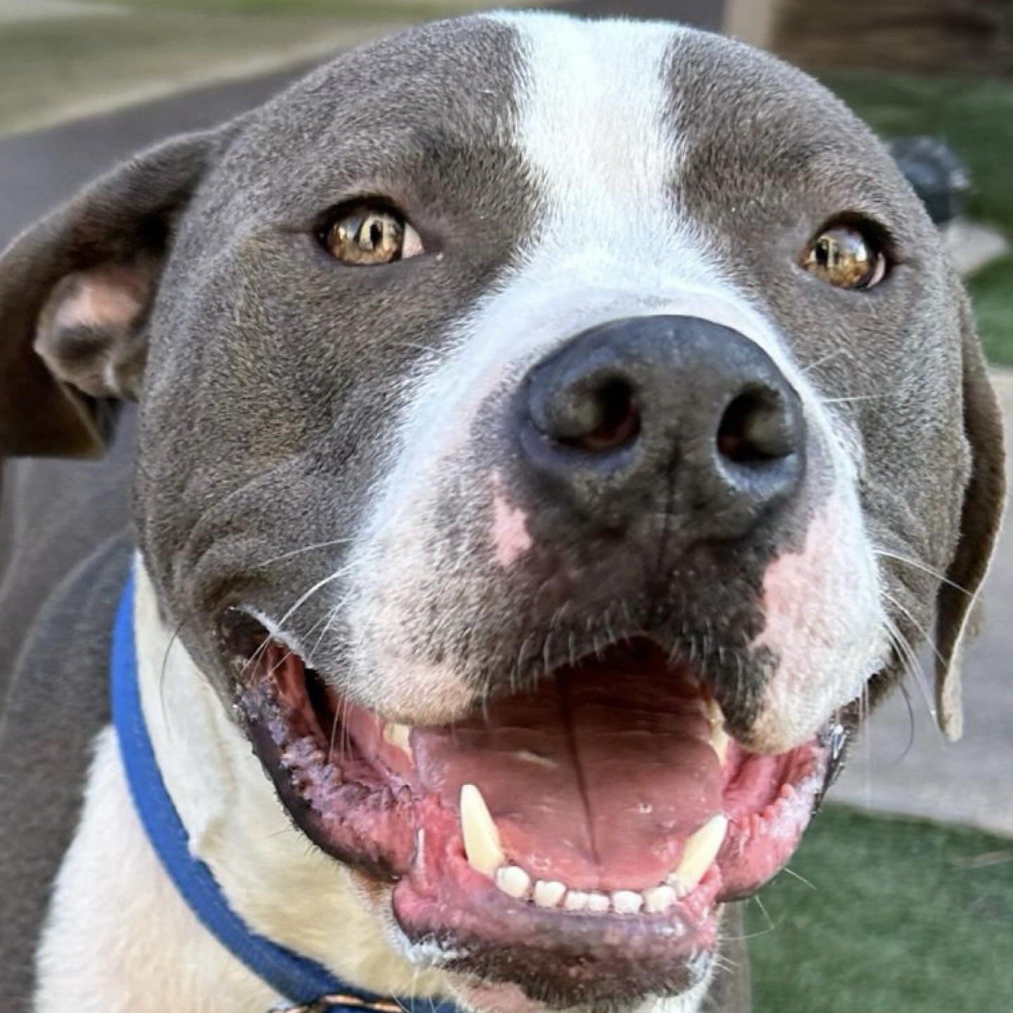 Jude, adoptable, Young Male Pit Bull Terrier & American Staffordshire Terrier.
