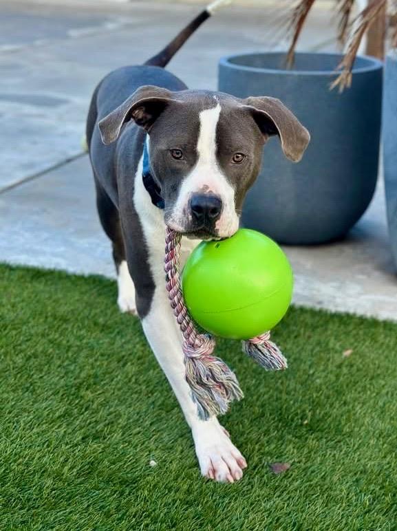 Enlarge Jude, an adoptable mixed breed in Citrus Heights, CA image 4/6