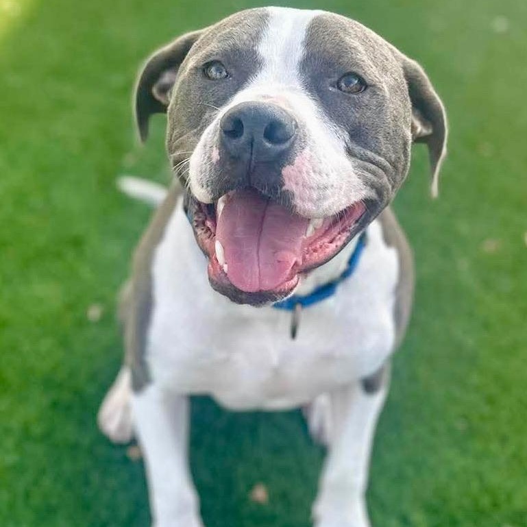 Enlarge Jude, an adoptable mixed breed in Citrus Heights, CA image 5/6