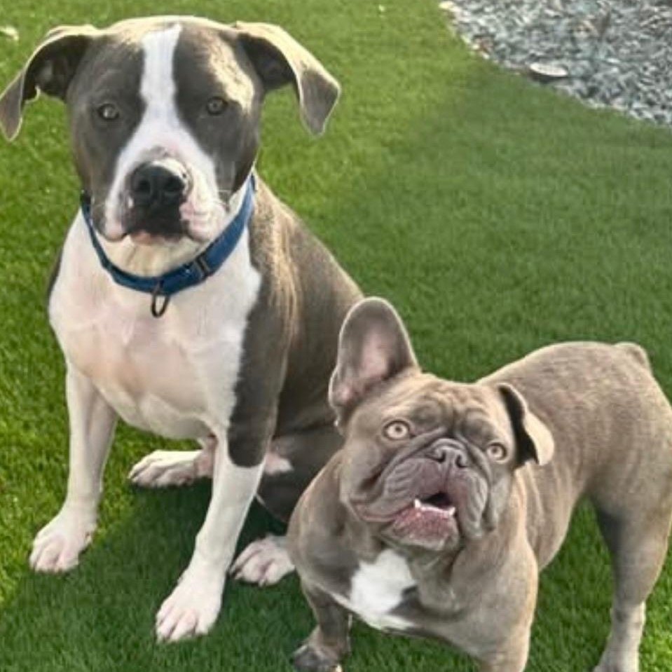 Enlarge Jude, an adoptable mixed breed in Citrus Heights, CA image 3/6