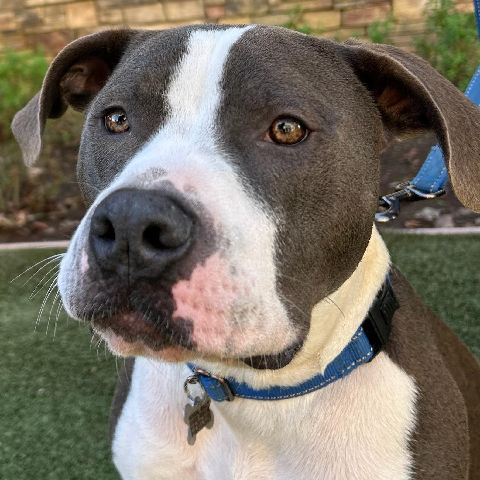 Enlarge Jude, an adoptable mixed breed in Citrus Heights, CA image 6/6