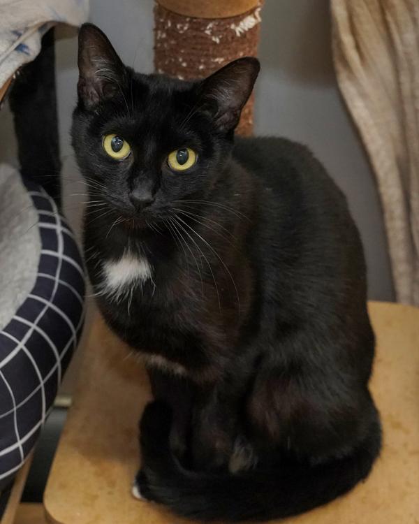 Enlarge Tanya, a Adoptable mixed breed in Novato, CA image 3/3