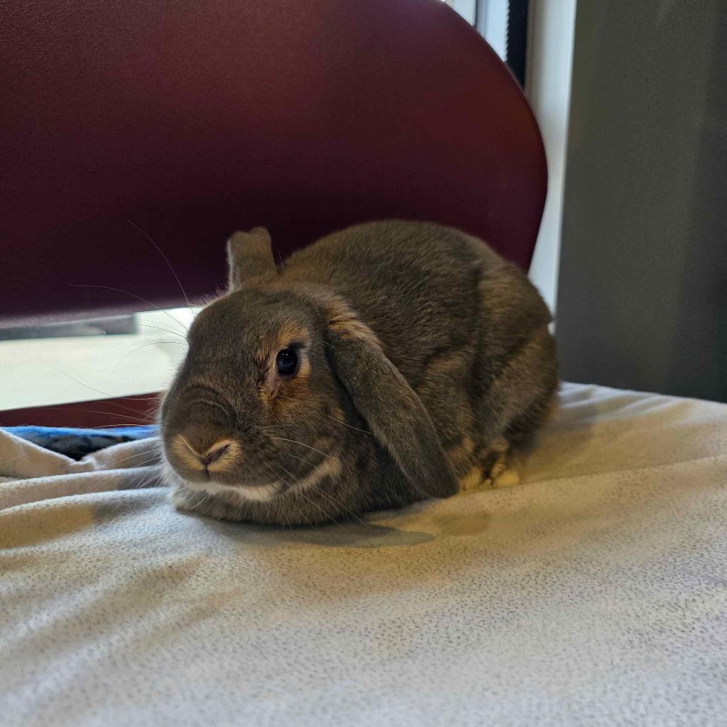 Enlarge Strudel, a Adoptable Holland Lop in The Woodlands, TX image 2/6
