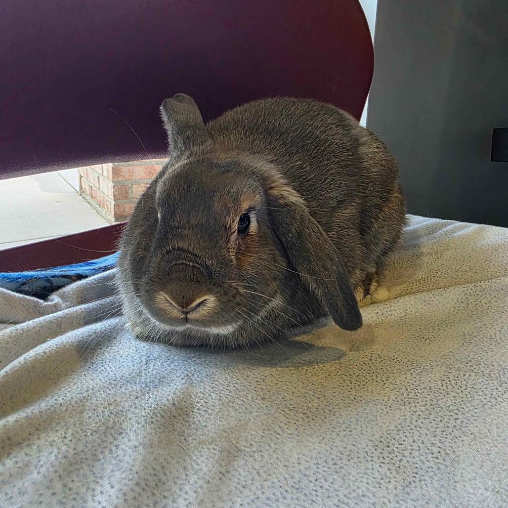 Strudel, a Adoptable Holland Lop in The Woodlands, TX image 2/6