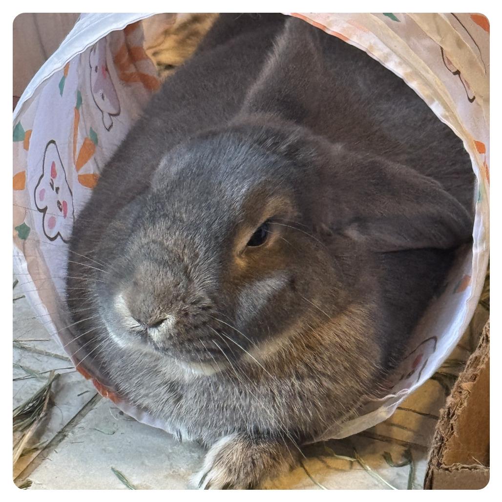 Strudel, a Adoptable Holland Lop in The Woodlands, TX image 3/6
