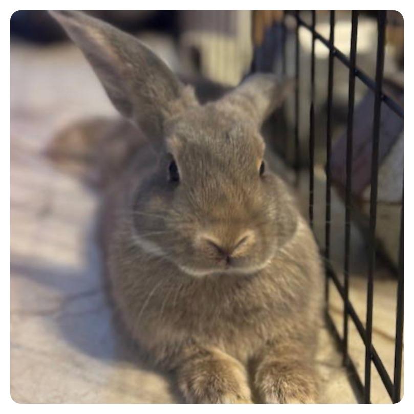 Strudel, a Adoptable Holland Lop in The Woodlands, TX image 4/6