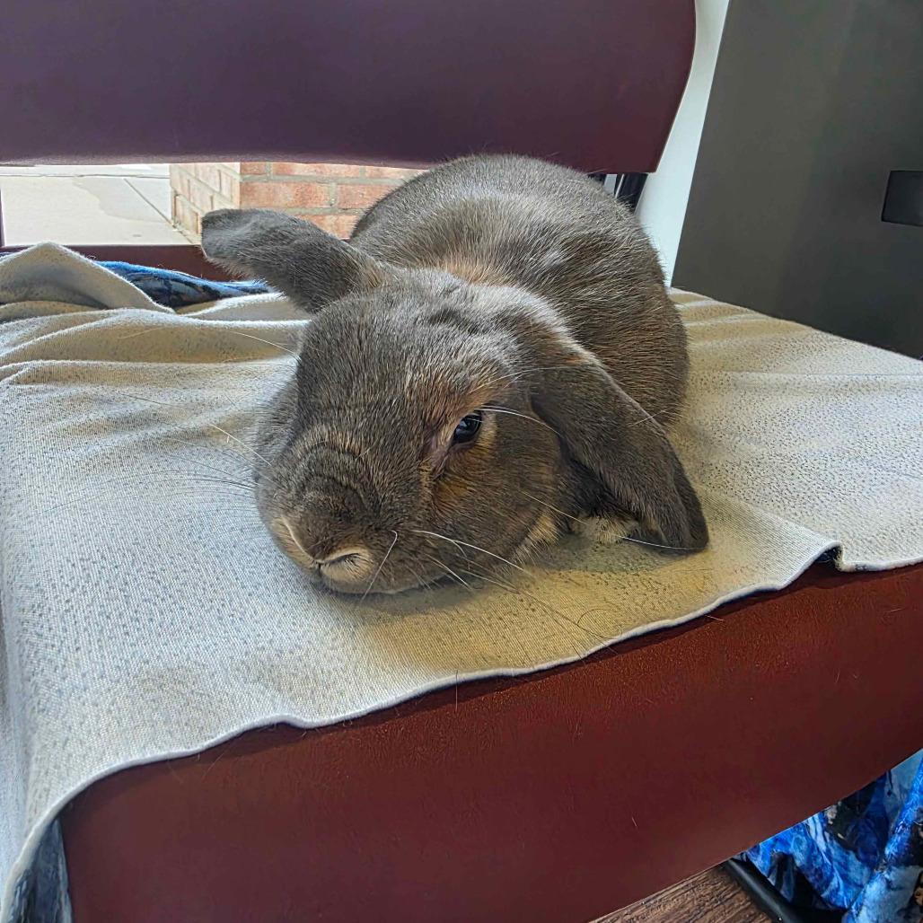 Enlarge Strudel, a Adoptable Holland Lop in The Woodlands, TX image 6/6