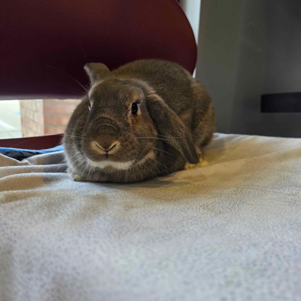 Strudel, a Adoptable Holland Lop in The Woodlands, TX image 5/6