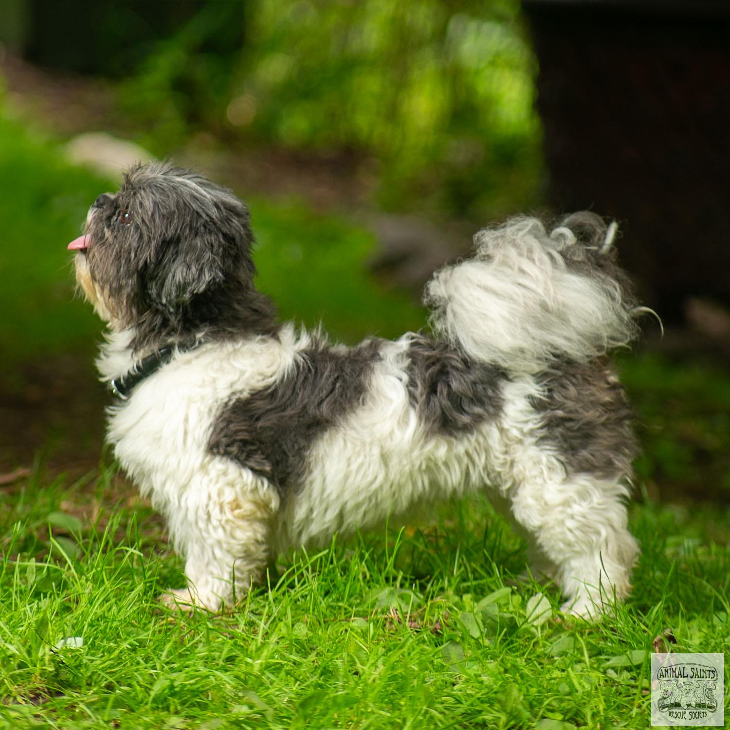 Enlarge Abigail, a Adoptable mixed breed image 4/6