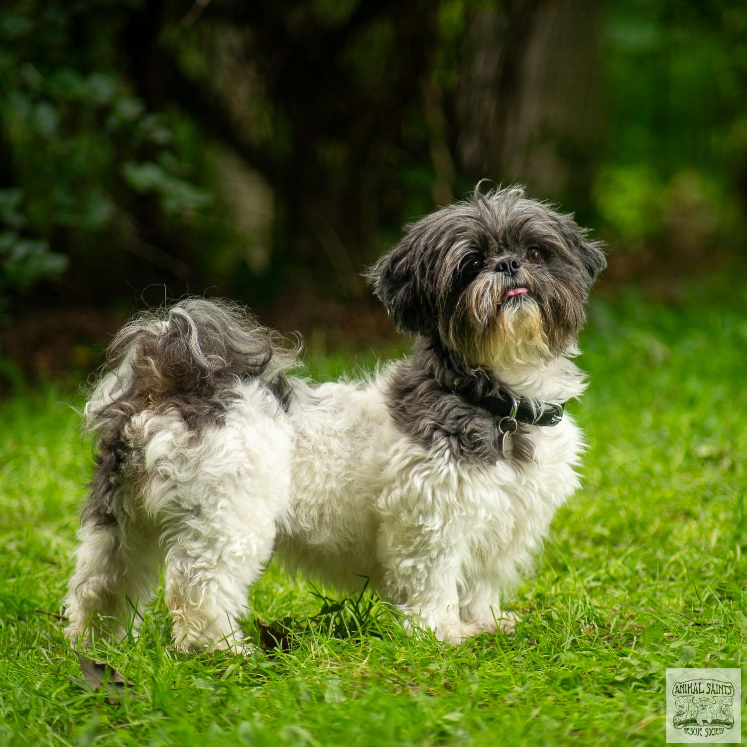 Enlarge Abigail, a Adoptable mixed breed image 5/6