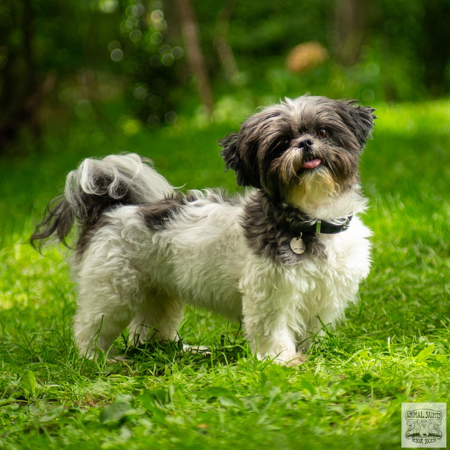 Enlarge Abigail, a Adoptable mixed breed image 1/6