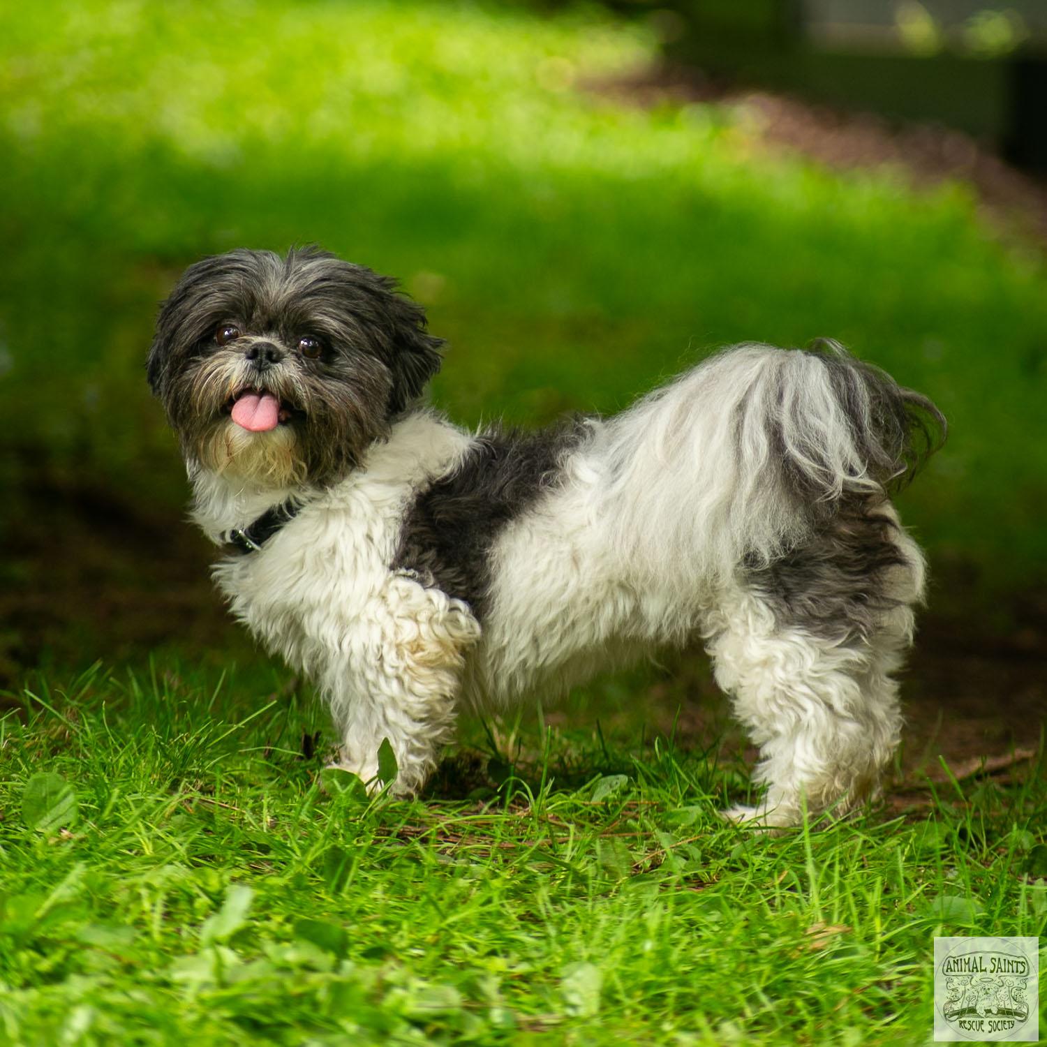 Enlarge Abigail, a Adoptable mixed breed image 3/6