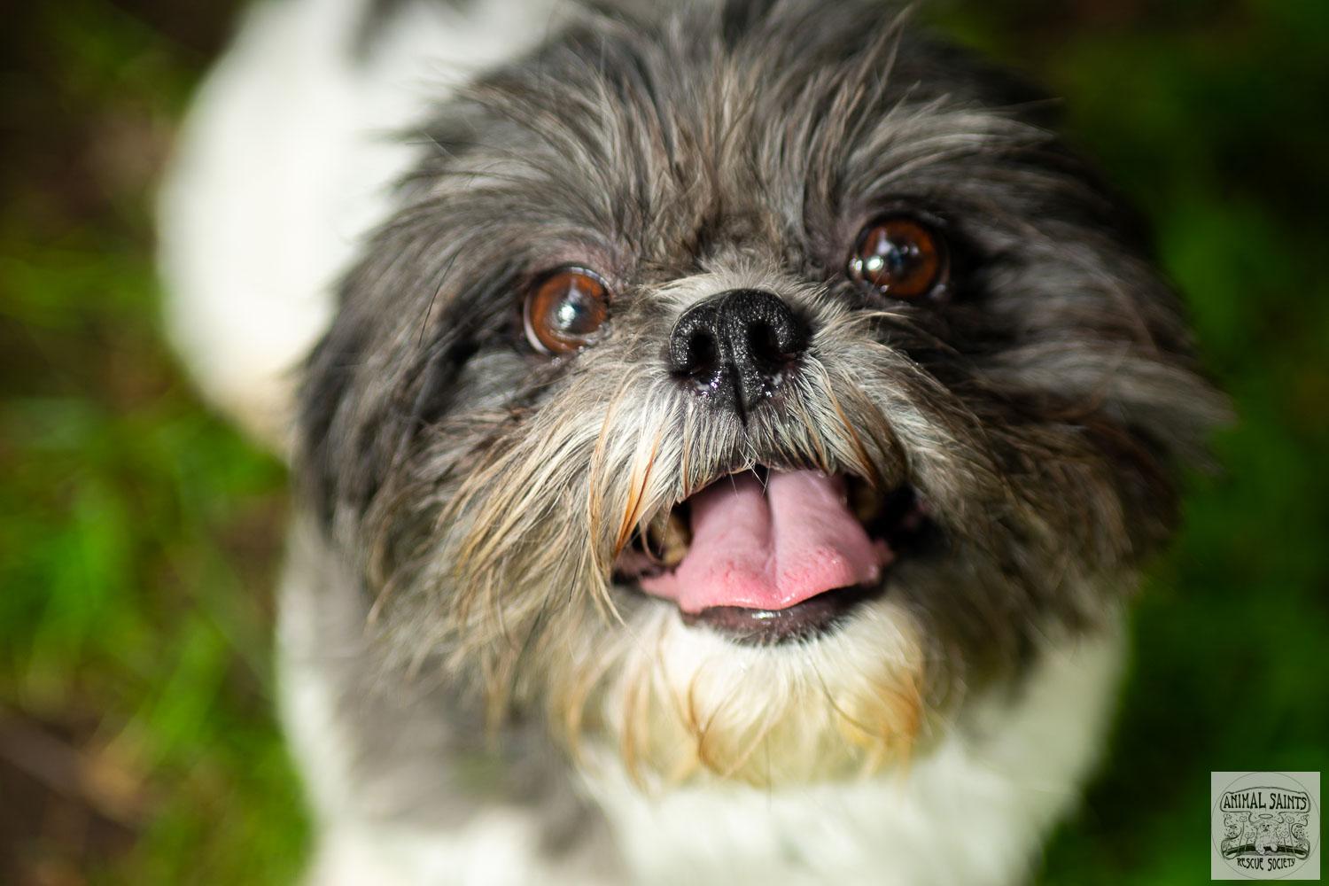 Enlarge Abigail, a Adoptable mixed breed image 2/6