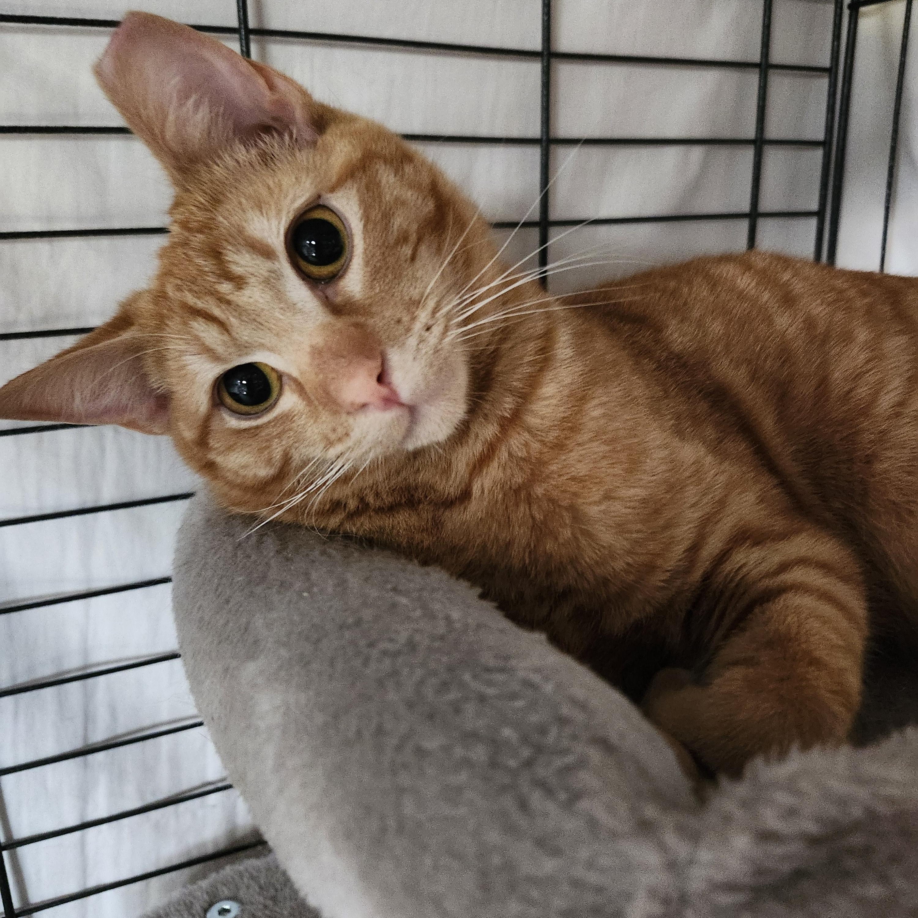 Merlin, a Adoptable Domestic Short Hair in Monrovia, CA image 2/2