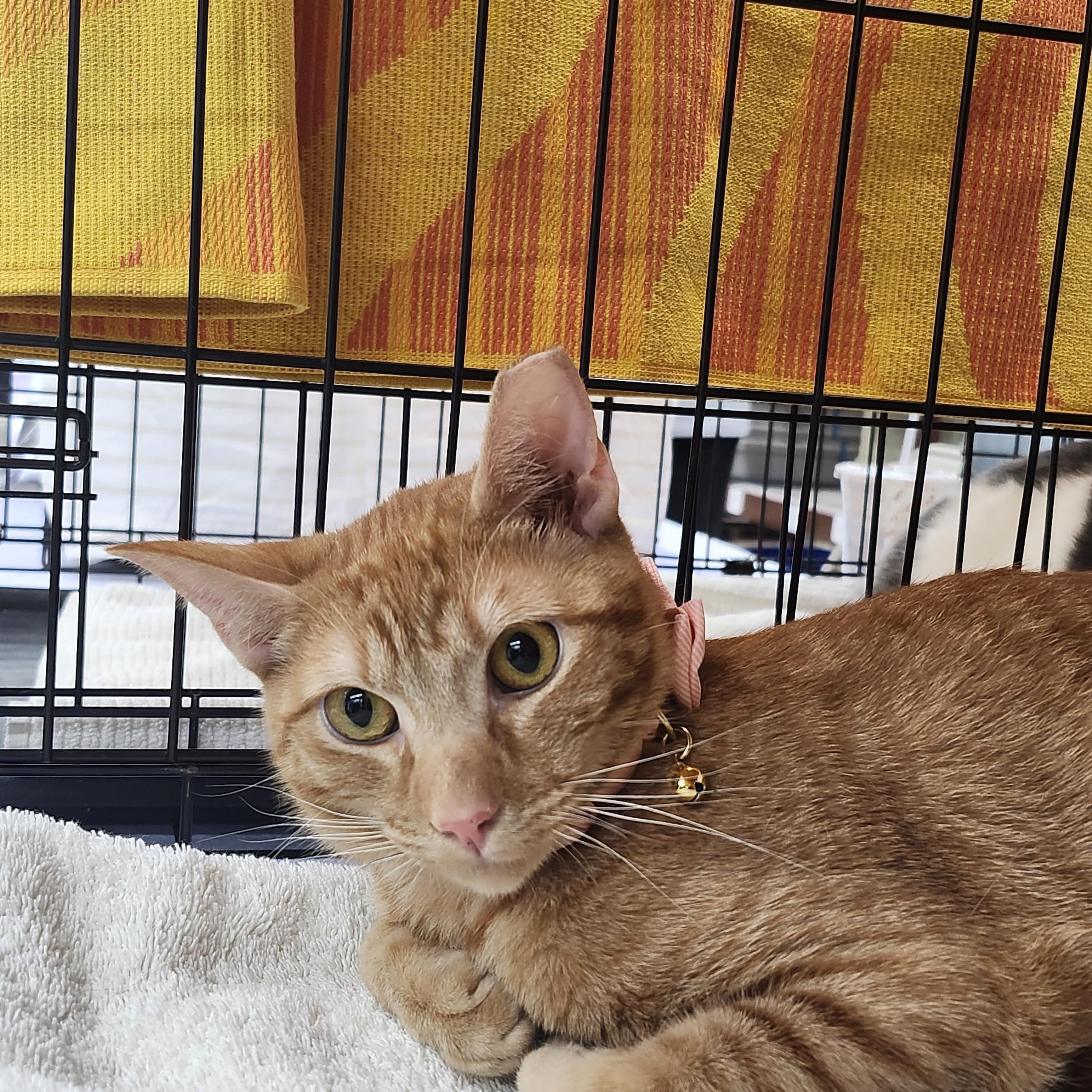 Merlin, a Adoptable Domestic Short Hair in Monrovia, CA image 1/2