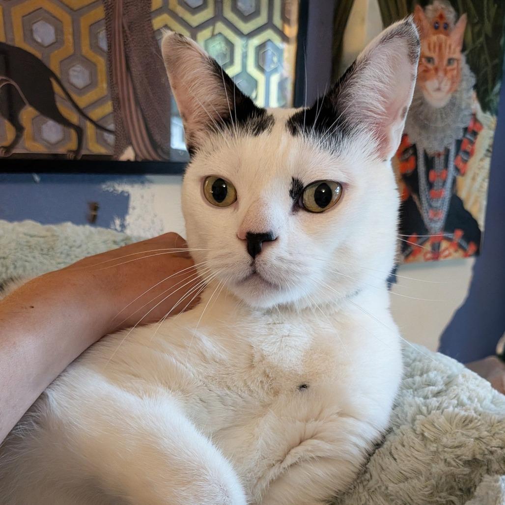 Cloudman, a Adoptable Domestic Short Hair in Long Beach, CA image 1/6