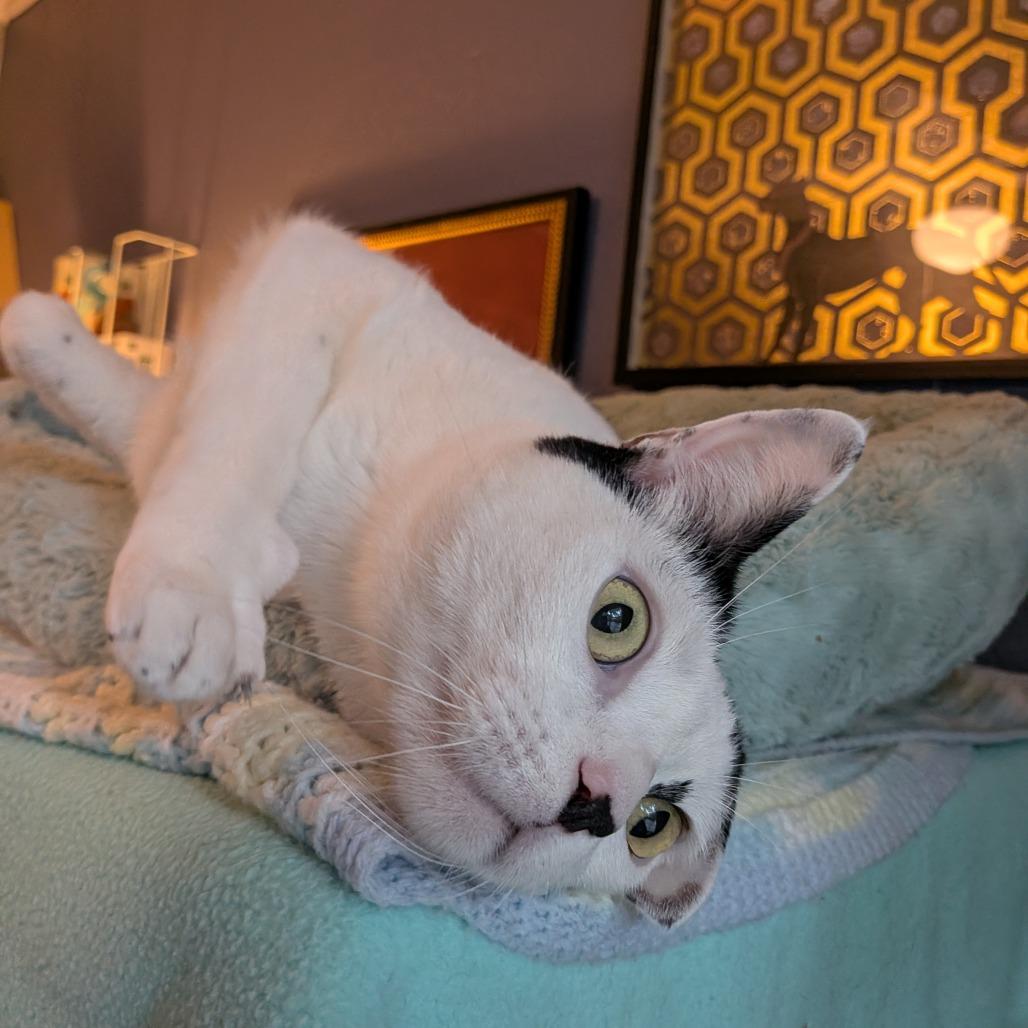 Cloudman, a Adoptable Domestic Short Hair in Long Beach, CA image 2/6