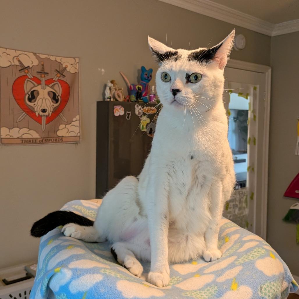 Cloudman, a Adoptable Domestic Short Hair in Long Beach, CA image 3/6