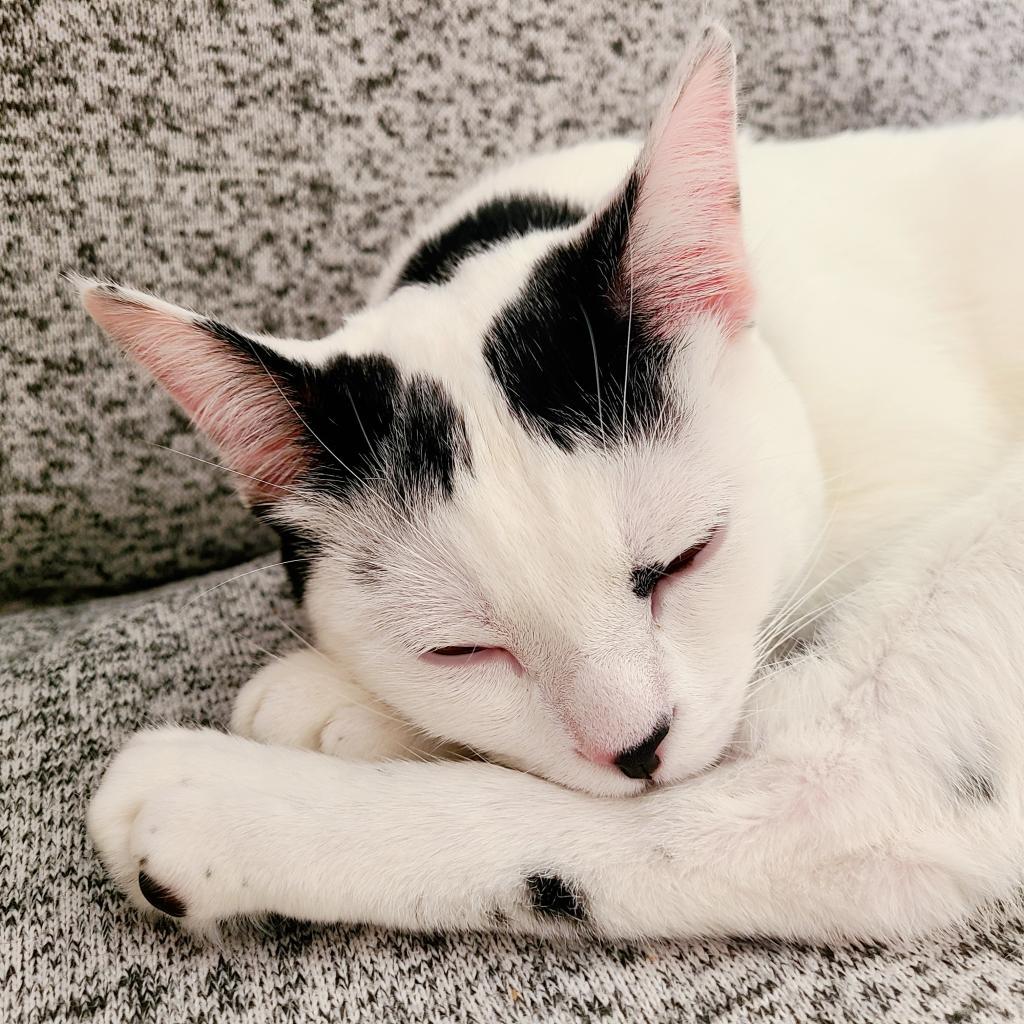 Cloudman, a Adoptable Domestic Short Hair in Long Beach, CA image 4/6