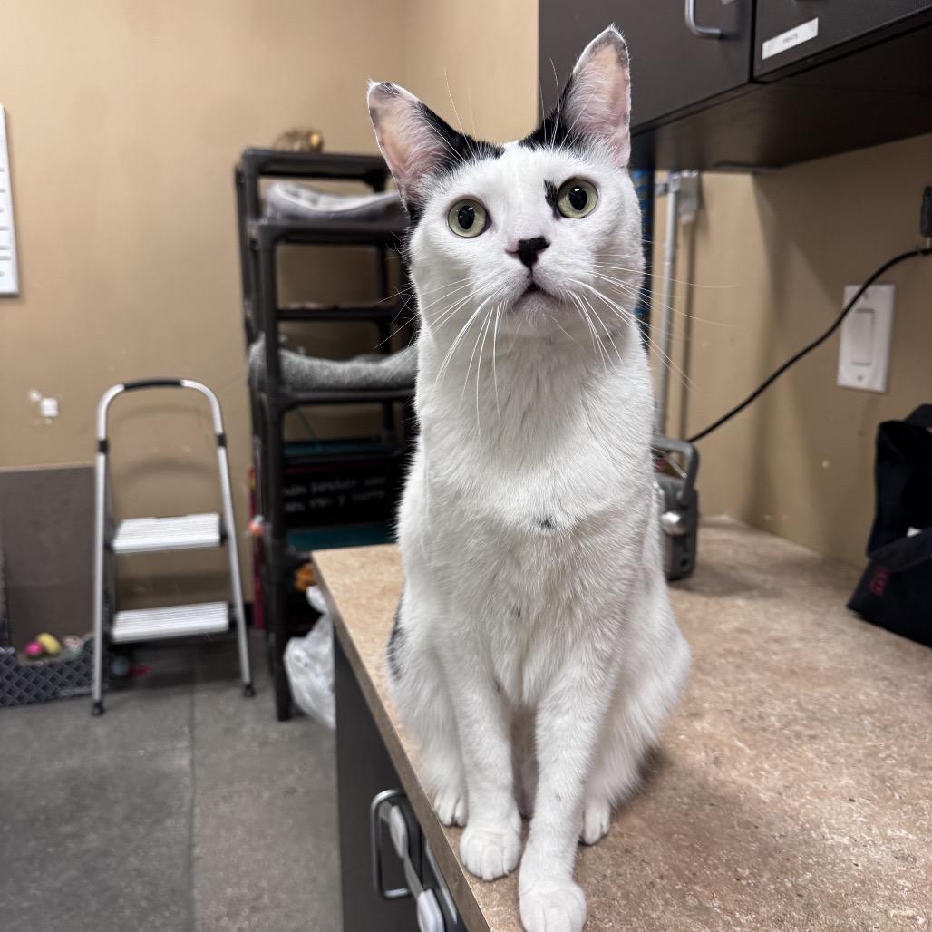 Cloudman, a Adoptable Domestic Short Hair in Long Beach, CA image 4/6