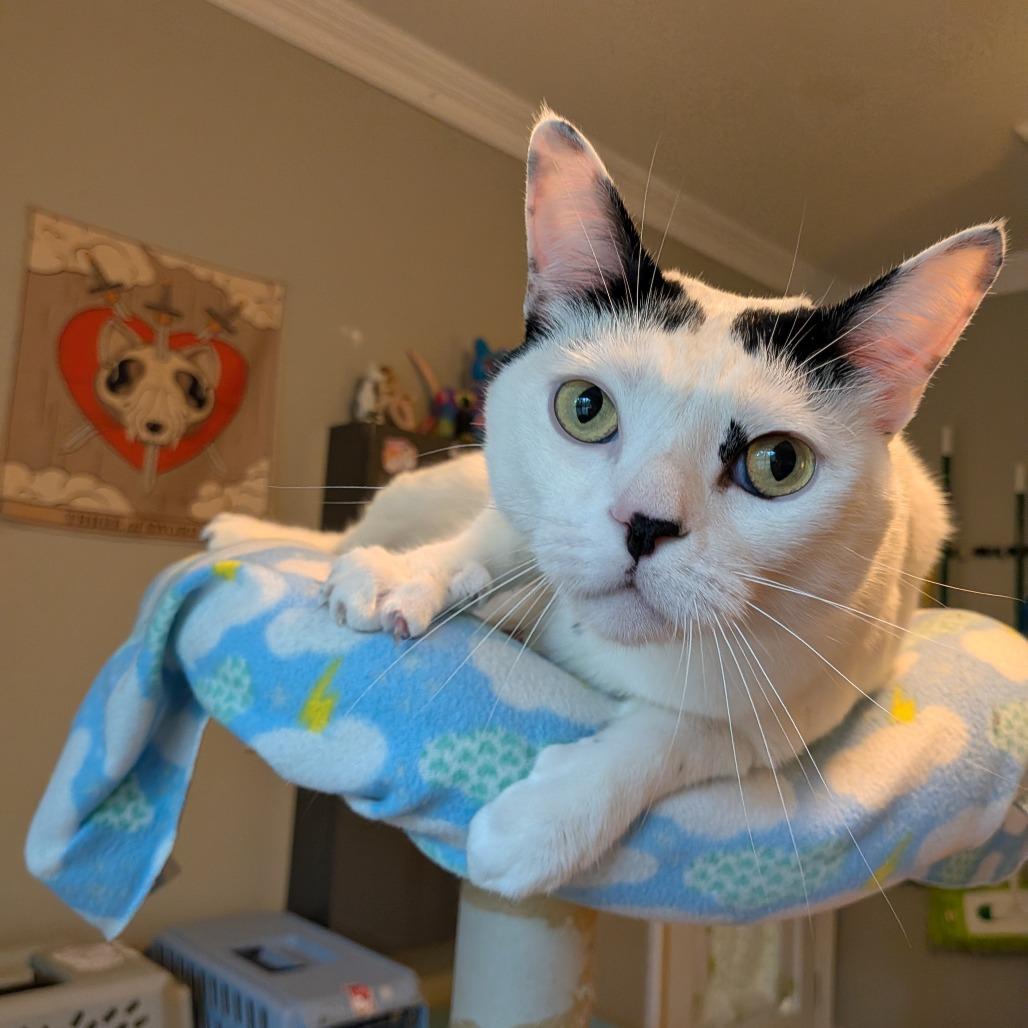 Cloudman, a Adoptable Domestic Short Hair in Long Beach, CA image 5/6