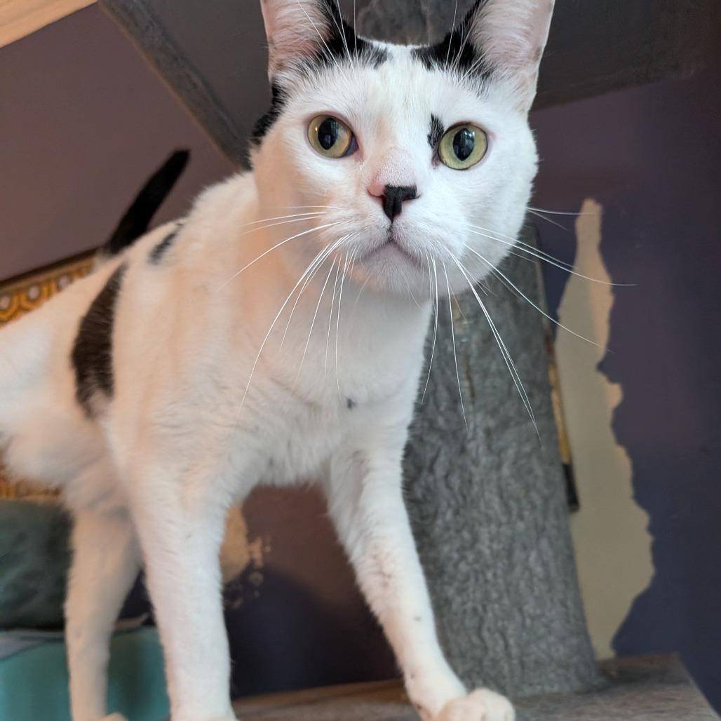 Cloudman, a Adoptable Domestic Short Hair in Long Beach, CA image 6/6