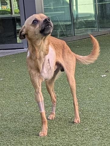 GUS, Adoptable, Young Male Chihuahua.