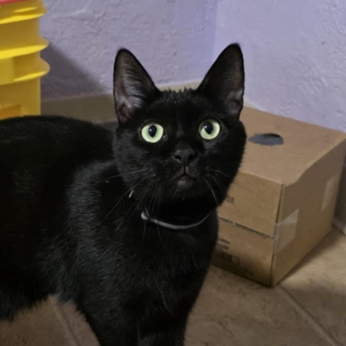 Sarek, Adoptable, Adult Male Domestic Short Hair.