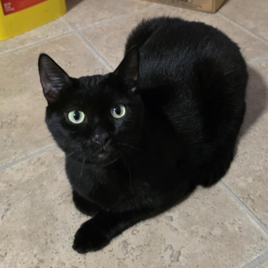 Sarek, a Adoptable Domestic Short Hair in Shippenville, PA image 2/4