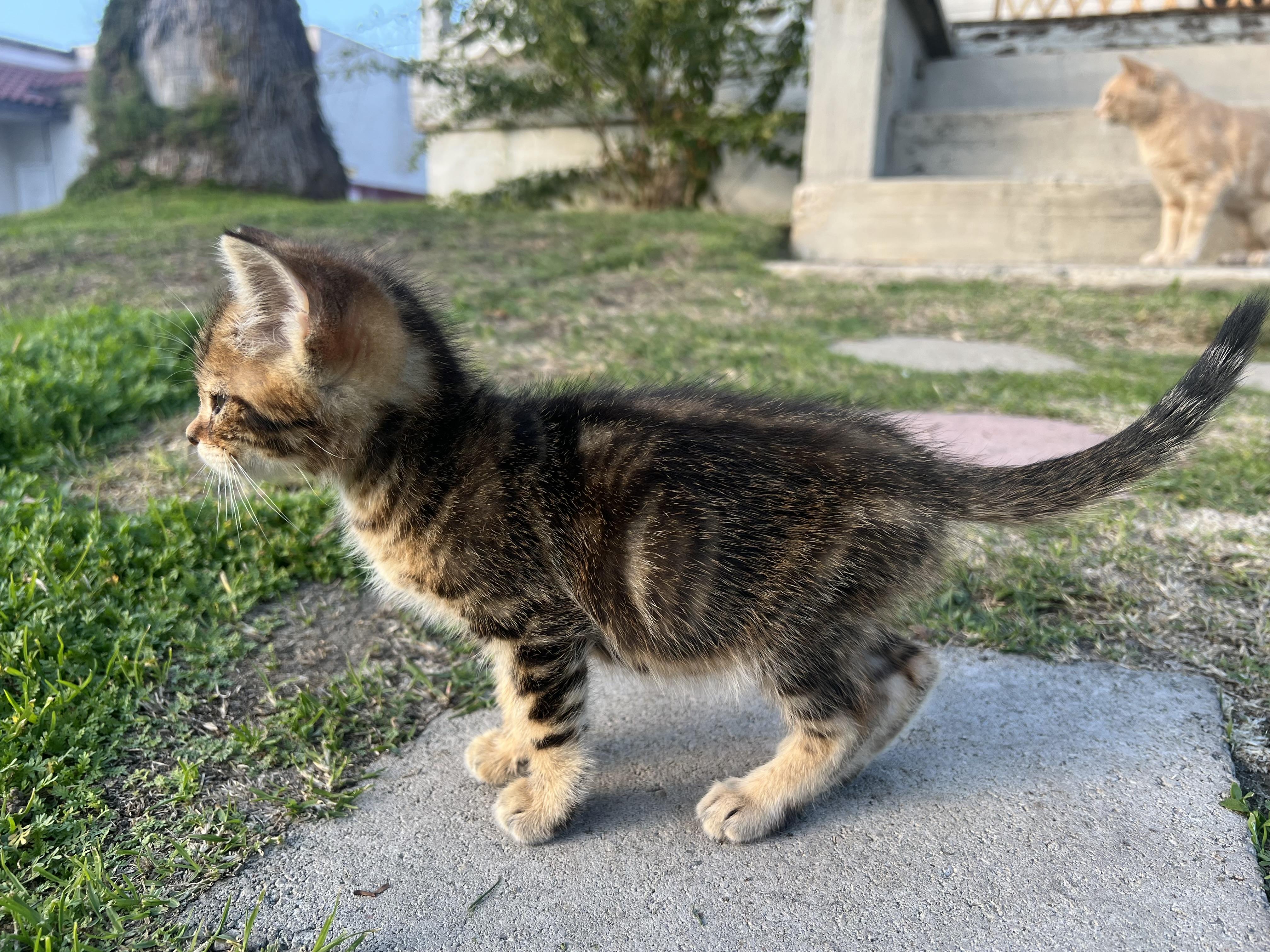 Enlarge Pepper, a ADOPTABLE Tabby in Bakersfield, CA image 3/3