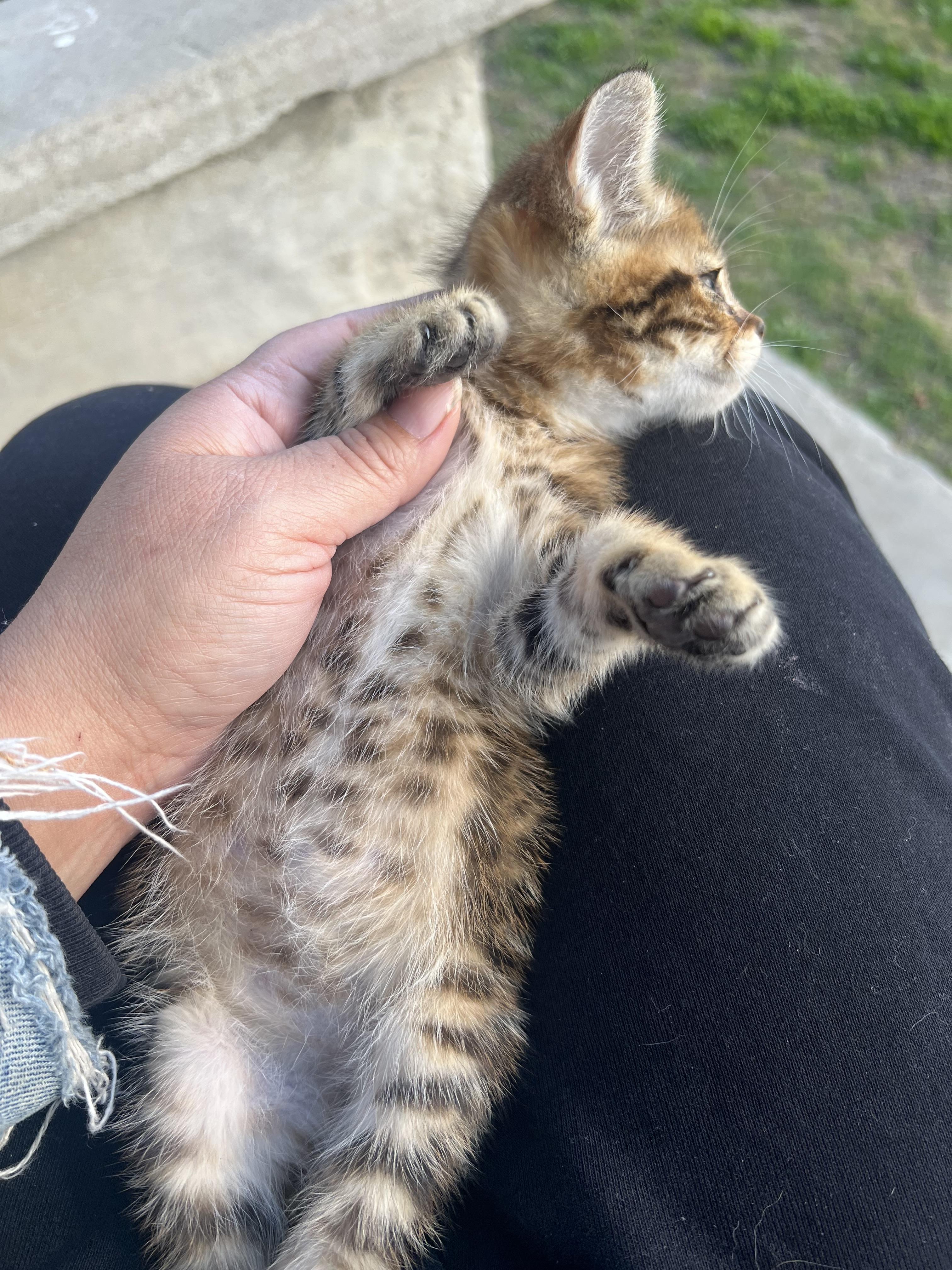 Enlarge Pepper, a ADOPTABLE Tabby in Bakersfield, CA image 2/3