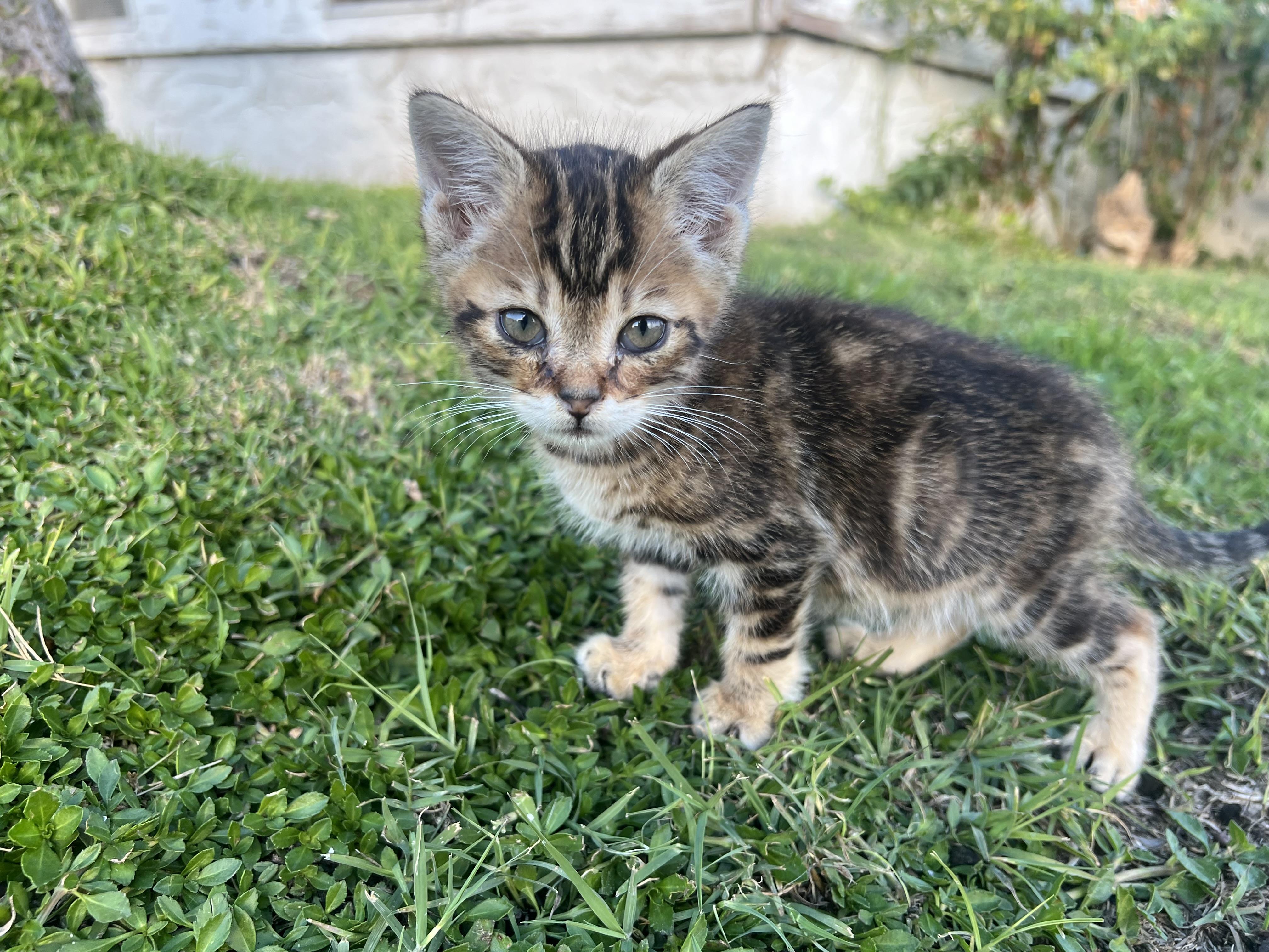 Enlarge Pepper, a ADOPTABLE Tabby in Bakersfield, CA image 1/3