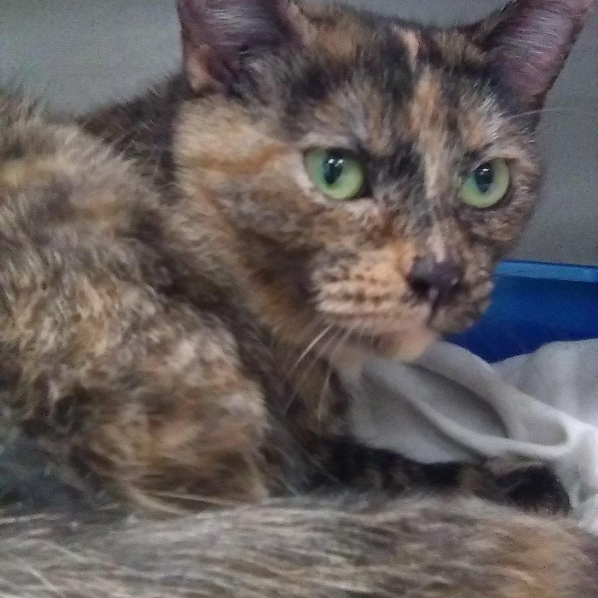 Justine, an adoptable Domestic Short Hair Mix in Sharpsville, PA_image-1