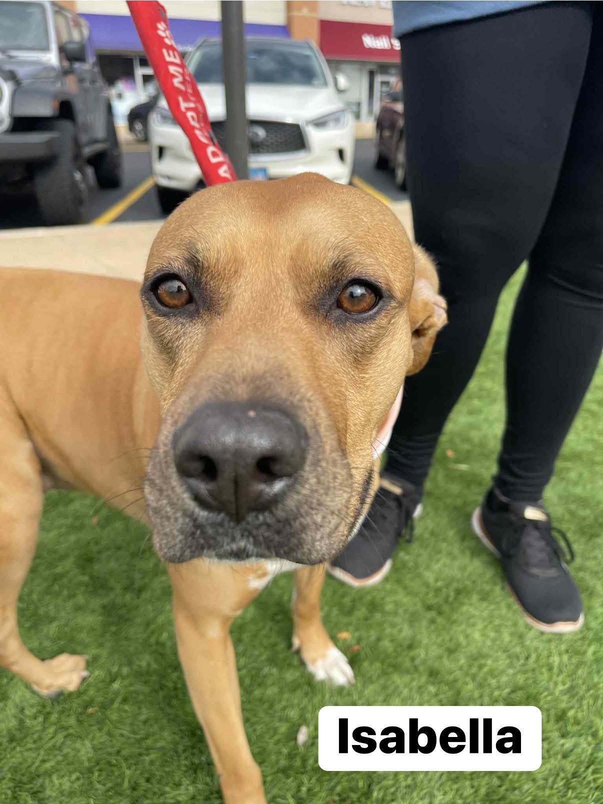 Isabella, Adoptable, Adult Female Black Mouth Cur.