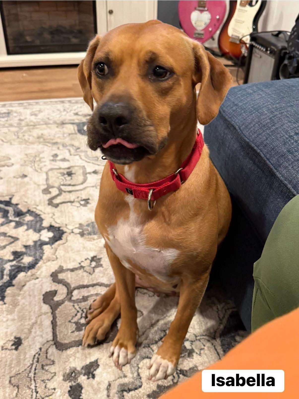 Isabella, Adoptable, Adult Female Black Mouth Cur.