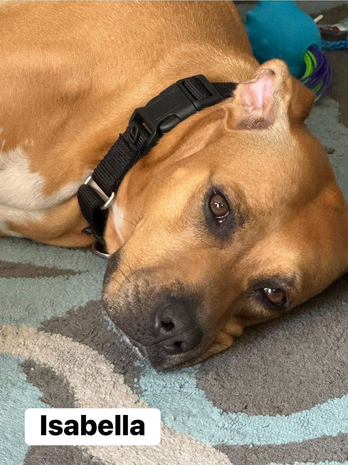 Enlarge Isabella, a Adoptable mixed breed in Elburn, IL image 3/6