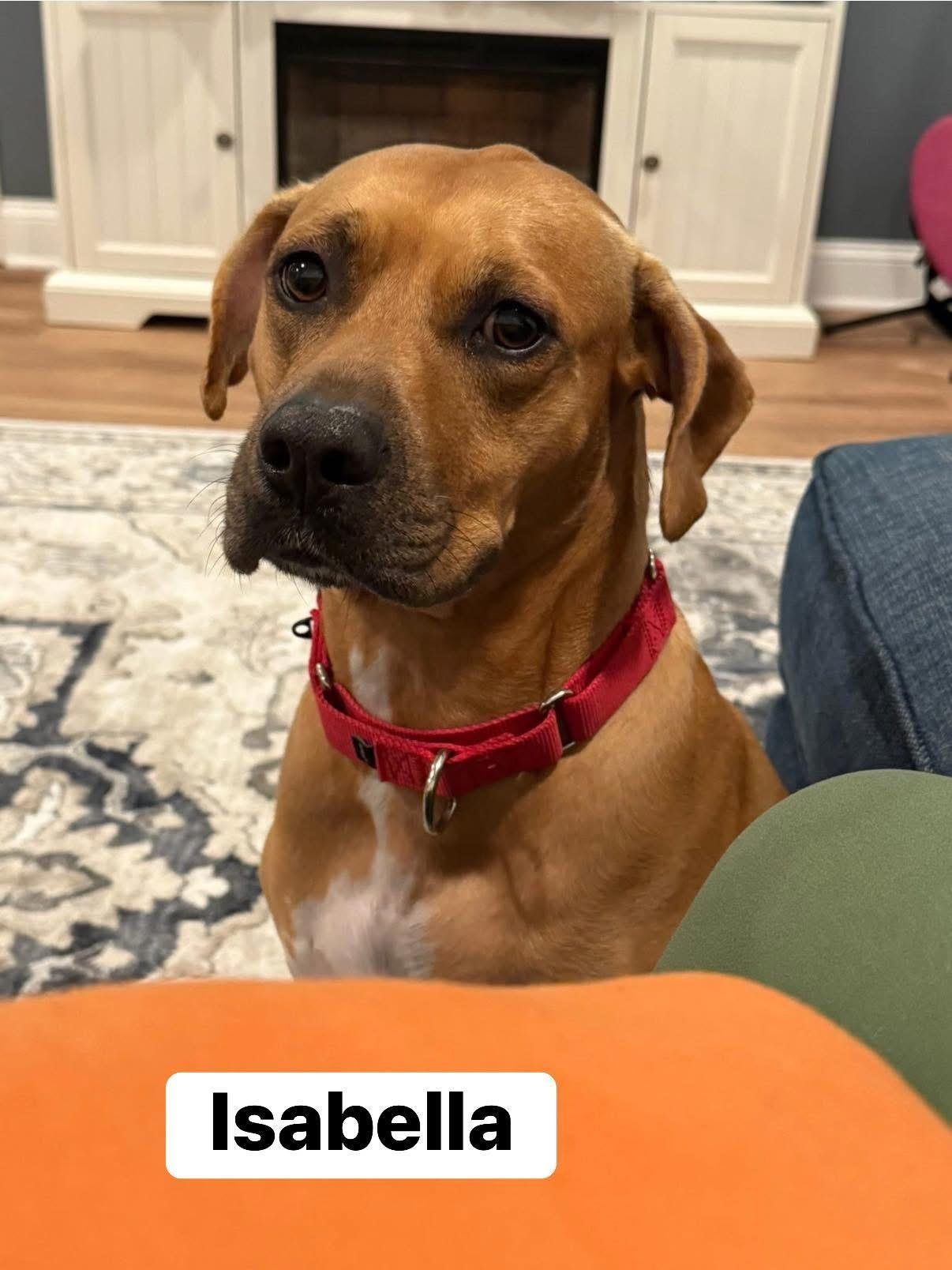 Enlarge Isabella, a Adoptable mixed breed in Elburn, IL image 4/6