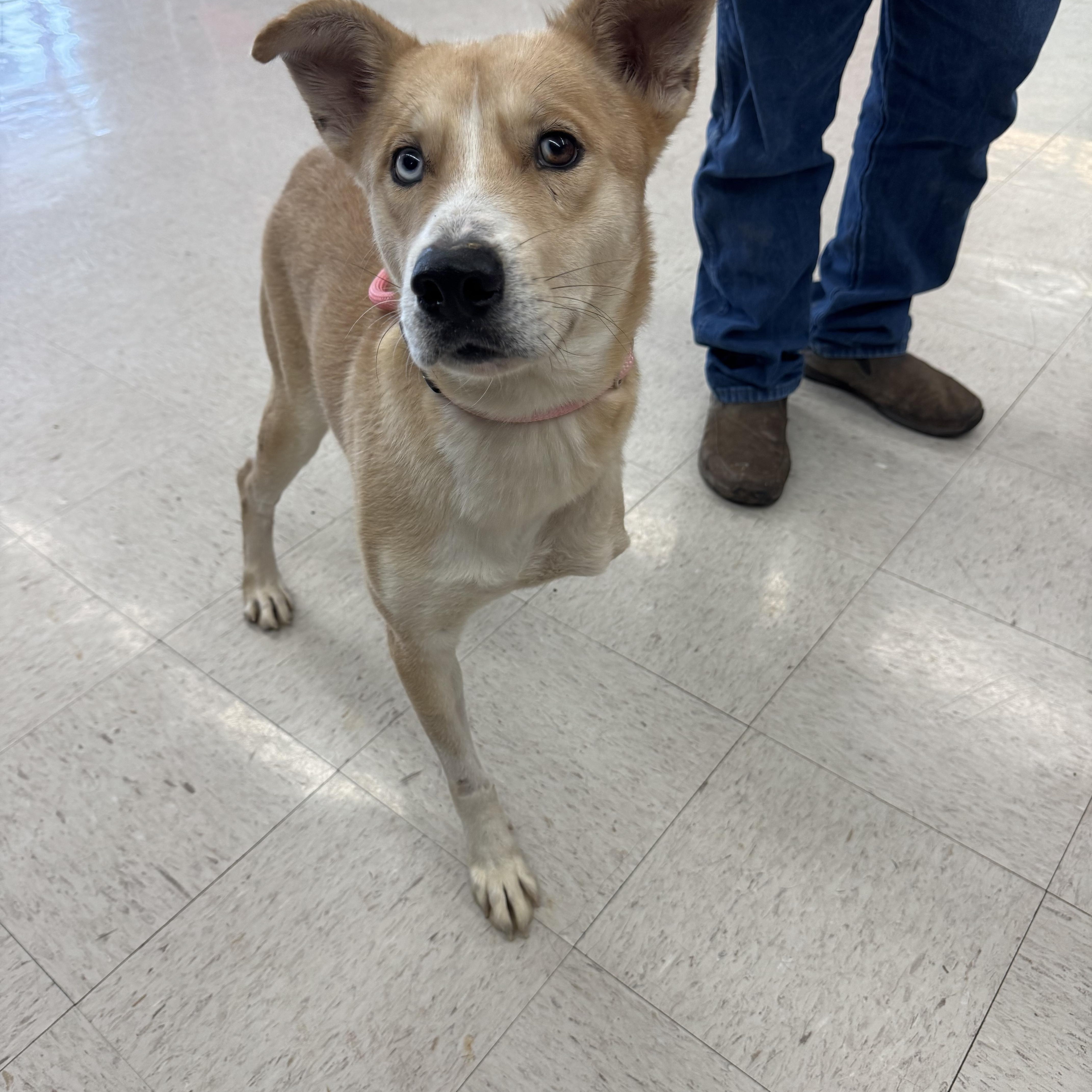 Enlarge Balto, a ADOPTABLE mixed breed in Huntington, NY image 3/3